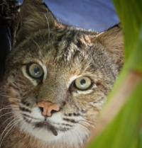 Kiawah's Bobcats - Understanding Lynx in the Food Chain